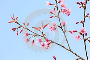 Himalayan Cherry (Prunus cerasoides) blooming.