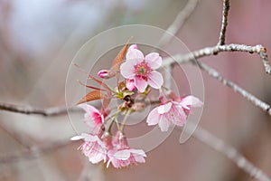 Himalayan Cherry (Prunus cerasoides) blooming.