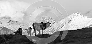 A Himalayan cow in Munsyari