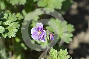 Himalayan Cranesbill Plenum