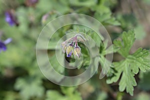 Himalayan Cranesbill Plenum