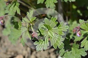 Himalayan Cranesbill Plenum