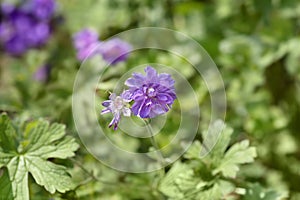 Himalayan Cranesbill Plenum