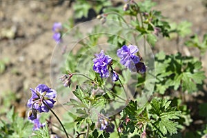 Himalayan Cranesbill Plenum