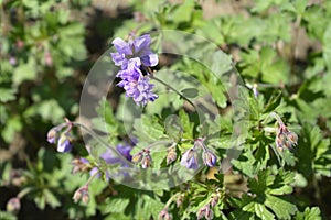 Himalayan Cranesbill Plenum