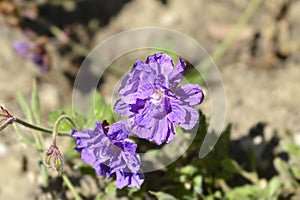 Himalayan Cranesbill Plenum