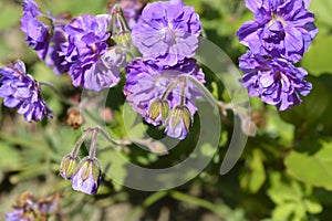 Himalayan Cranesbill Plenum