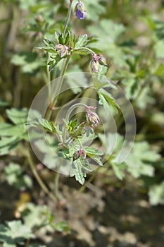 Himalayan Cranesbill Plenum