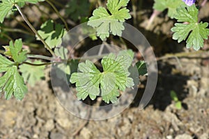 Himalayan Cranesbill Plenum