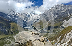 Himalayan Crow at an altitude of 4400 meters above sea level