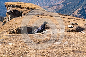 Himalayan crow at Chandrashila peak Chopta Tungnath Uttrakhand