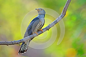 Himalayan Cuckoo bird