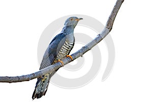 Himalayan Cuckoo bird