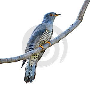 Himalayan Cuckoo bird photo