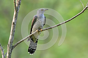 Himalayan cuckoo Cuculus saturatus grey bird in genus Cuculus, breeds from Himalayas eastward to southern China and