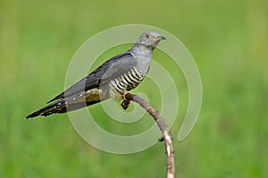 Himalayan cuckoo Cuculus saturatus grey with stripe black and white belly bird perching on curve branch over green