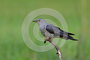 Himalayan Cuculus saturatus Eurasian cuckoo, fine grey with yellow eye rings on the stick over green grass land, fascinated