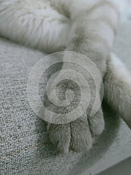 Himalayan cutes cat hands