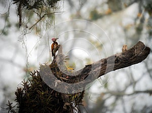 Himalayan Flameback Woodpecker