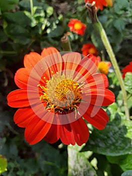 Himalayan flower of uttrakhand