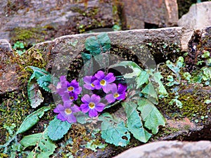 Himalayan flowers growing from stone stairs.