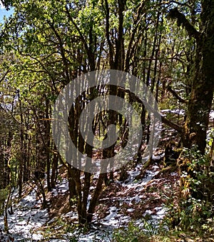 Himalayan forest in snowfall