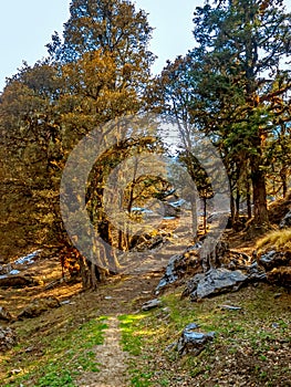 Himalayan forests