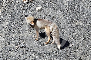 A Himalayan fox. The tibetan red fox.