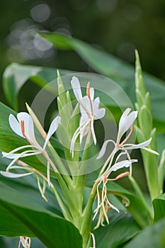 Himalayan Ginger Lily Hedychium forrestii, big white flowers