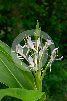 Himalayan Ginger Lily Hedychium forrestii, white flowers