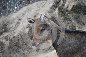 Himalayan goral, Naemorhedus goral or the gray goral, native to the Himalayas. It is listed as Near Threatened on the IUCN Red