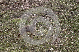 The Himalayan goral, Naemorhedus goral. Listed as Near Threatened on the IUCN Red List