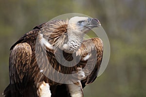 Himalayan griffon vulture photo