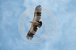 Himalayan Griffon Vulture