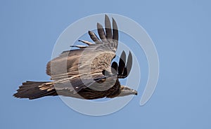 Himalayan griffon vulture Gyps himalayensis flying in sky