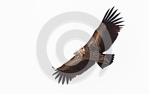 Himalayan griffon vulture Gyps himalayensis flying in sky