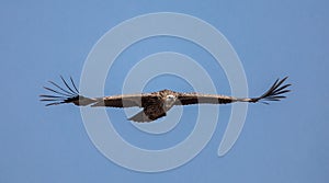 Himalayan griffon vulture Gyps himalayensis flying in sky