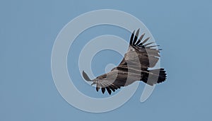 Himalayan griffon vulture Gyps himalayensis flying in sky