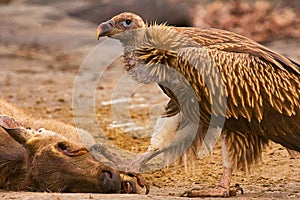 Himalayan Griffon Vulture, Gyps himalayensis, Panna Tiger Reserve, Rajasthan
