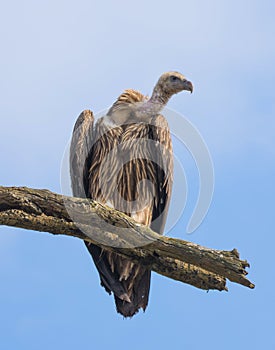 Himalayan Griffon Vulture