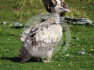 Himalayan Griffon Vulture resting on the Mountian ground