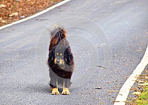 Himalayan Guard Dog - Indigenous Mastiff - Tibetan Mastiff - on Concrete Road, Uttarakhand, India