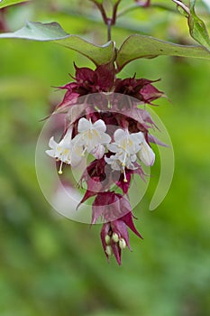 Himalayan honeysuckle leycesteria formosa