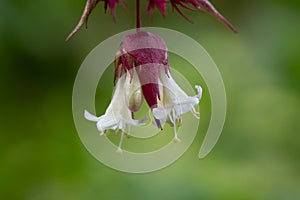 Himalayan honeysuckle leycesteria formosa