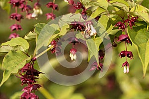 Himalayan honeysuckle Leycesteria formosa