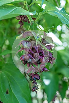 Himalayan honeysuckle Leycesteria formosa Purple Rain, ripening berries