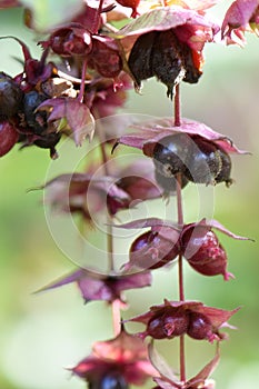 Himalayan honeysuckle Leycesteria formosa Purple Rain, some ripening berries