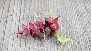 Himalayan honeysuckle  purple-black berries with green leaves isolated on wood background close up. Other names Leycesteria formos