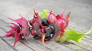 Himalayan honeysuckle  purple-black berries with green leaves isolated on wood background close up. Other names Leycesteria formos