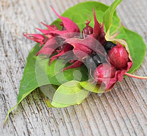 Himalayan honeysuckle  purple-black berries with green leaves isolated on wood background close up. Other names Leycesteria formos